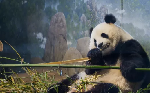 A giant panda lounges while happily munching on a thick bamboo stalk at the Smithsonian’s National Zoo.