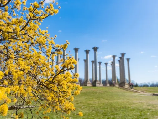 A view of the Capital Columns at the National Arboretum with bright yellow flowers in the foreground. 